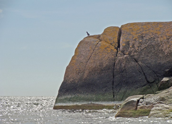 Tobisgrissla Norrharu
